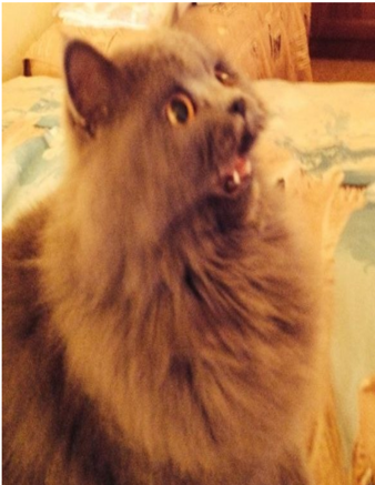 The secret to <a href="/monad/">Monad ⨀</a> 's speed? Process separation! While the Execution Layer "chews" on the current block, Consensus (MonadBFT) is allready yowling for the next one, like a cat that hasn’t finishd its food but demands more.