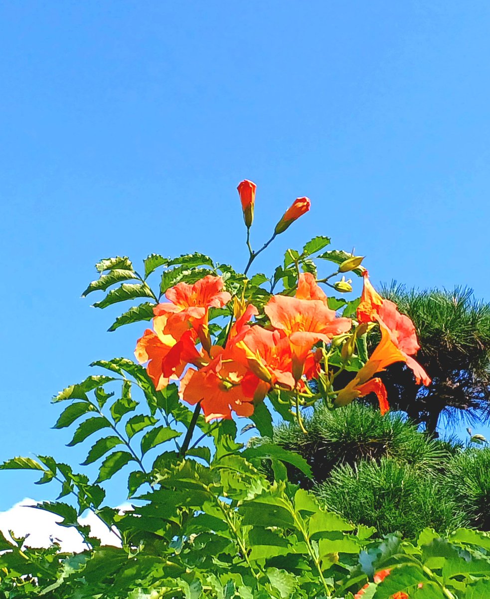 おはようございます·͜· ︎︎ᰔᩚ

素敵な金曜日を
   お過ごし下さい💠𓂃𓈒🧡𐙚

  #ノウゼンカズラ
