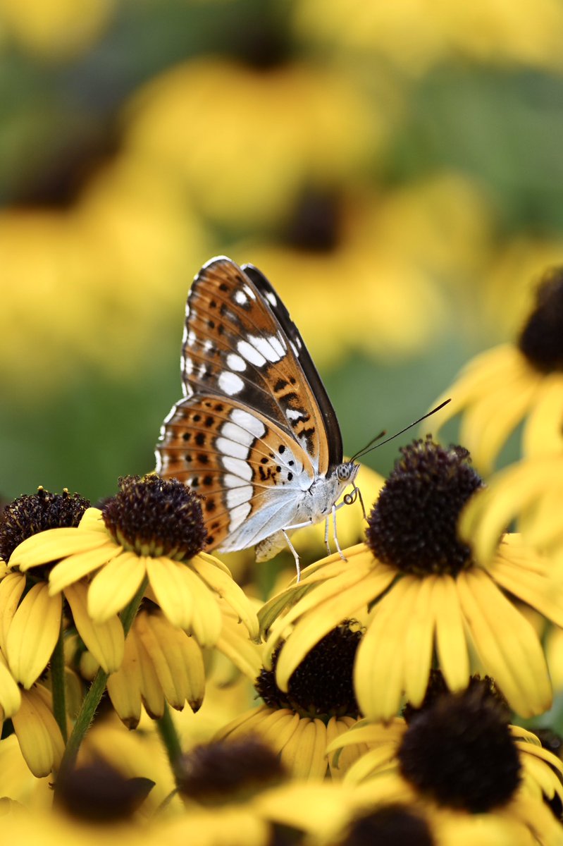 蝶よ花よ1 - 検索 / X