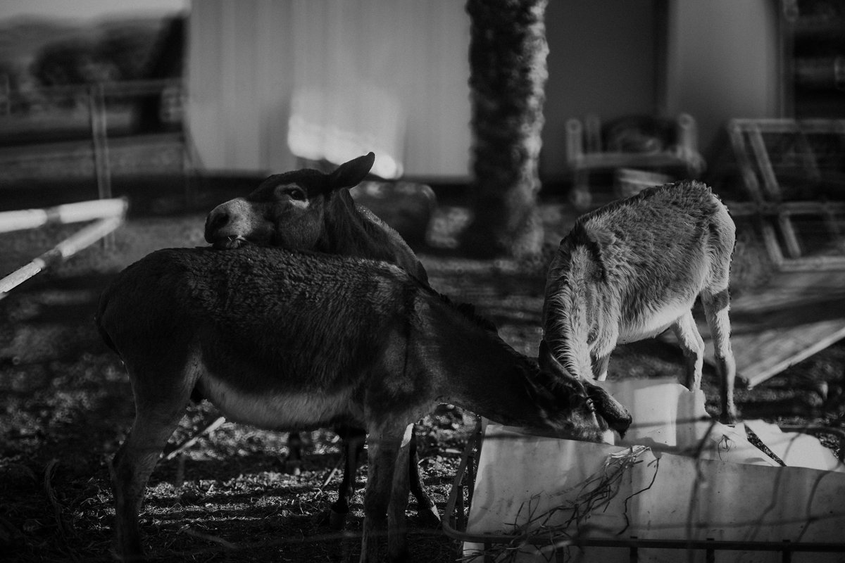 SoKoRoN (@sokoron1) on Twitter photo 