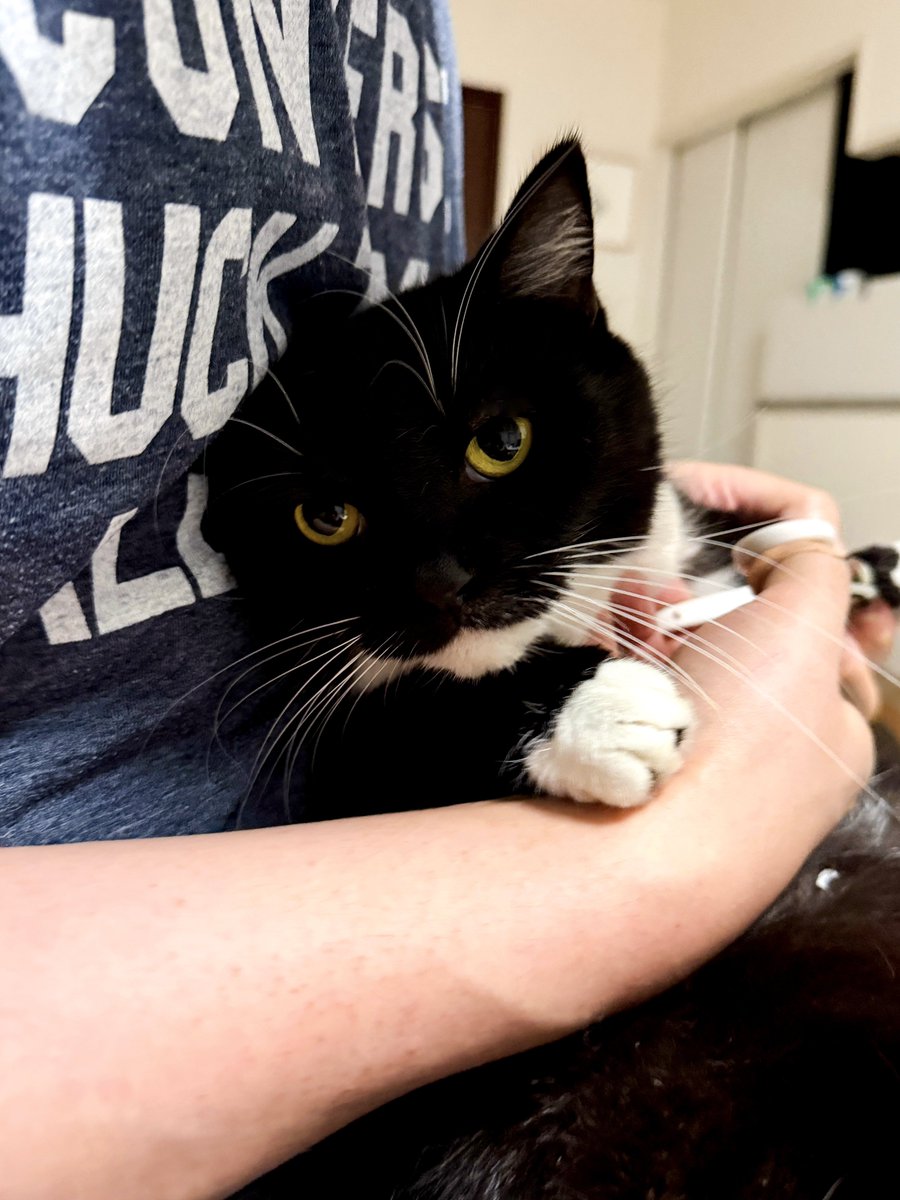 Uni just can’t see his nails being clipped… so cute!