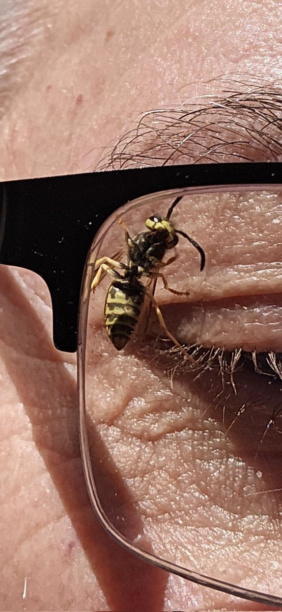 This photo captures the moment where I reached my limit on the number of consecutive minutes I could tolerate being pestered by this insect. A bobcat and beaver also made an appearance today.