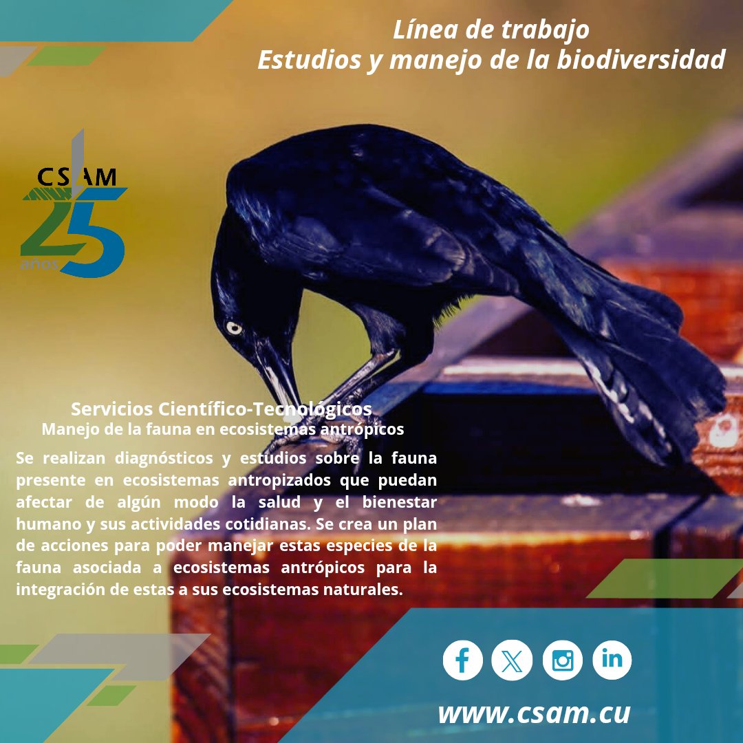 ✅💁🏻Cierra esta línea de trabajo, el servicio científico-tecnológico: MANEJO DE LA FAUNA EN ECOSISTEMAS ANTRÓPICOS👇🏻
. 
.
#líneasdetrabajo #ServiciosCientíficoTecnológicos #Cumplimos25 #25deCompromiso #25XlaSostenibilidad #25XlaCalidad #25XlaInnovacion  #CSAM #AMACuba #CitmaCuba