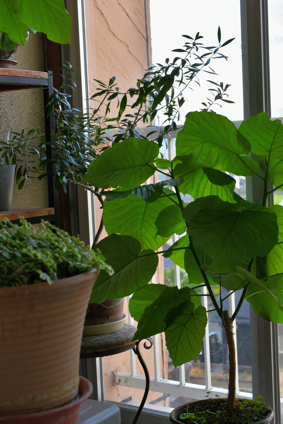 ど迫力！波打つ大きな葉の下でお家森林浴】希少 大型アフリカン