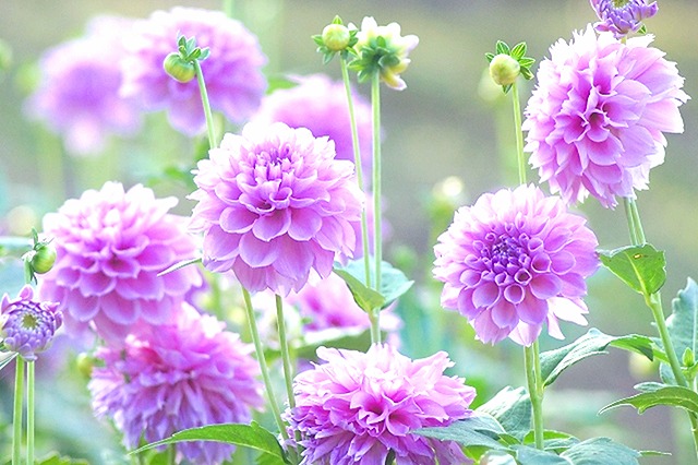 おはようございます。
今朝は「沁味滋味」に癒されました！

混じりけのない甘旨味がやって来て🍃スーっと引いていく感じ たまりません🥰２煎目のあっさり濃厚さも美味～✨

ふんわり＆でも奥深い美味しさに、心から癒されました😊🎵

「新潟｜うずまき屋さん」
【本日の１杯】今日もありがとう。