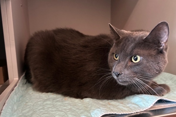 ROCKY IS A 24 LB CAT THAT NEEDS OUT ASAP AND NEEDS A DIET. Owner came to QACC for her appointment to surrender her two cats. Litchi and Rocky. Client stated that her children are allergic to cats, and the cats are peeing everywhere.
facebook.com/photo/?fbid=12…