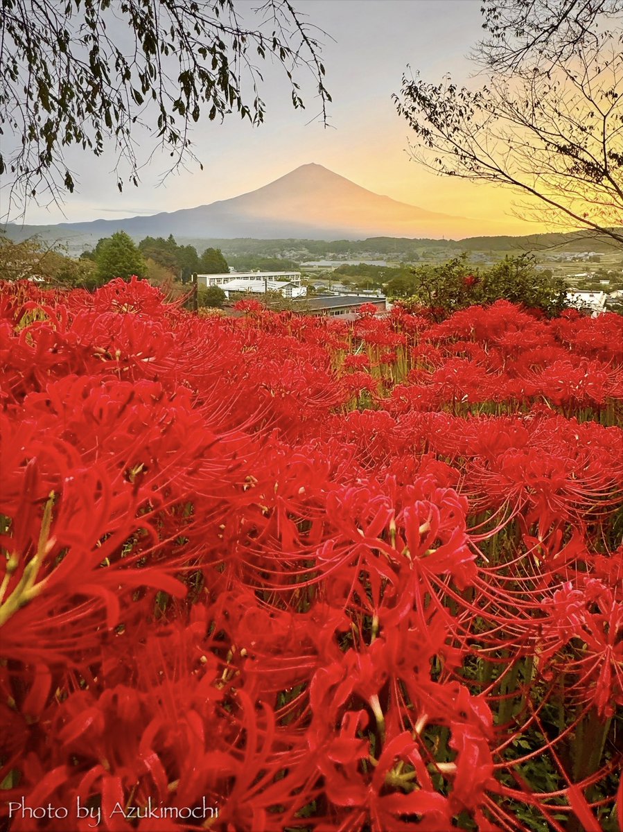 今年も必ず見に行きたい

富士山が見える彼岸花の名所