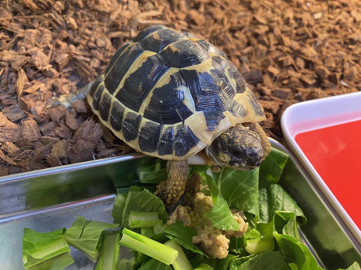 RCgVGTAjkRf6bQT's tweet image. らぐちゃん🐢
実は少し前までなかなか目が開けられないようになってた。ビタミン欠乏を考え、これまでたまにしかビタミン剤をフードに添加していなかったけど、毎日に変更。
今ではすっかり元気に😊
食後は仲良くバスキング💡

#ニシヘルマンリクガメ
#ファインレプタイルズ