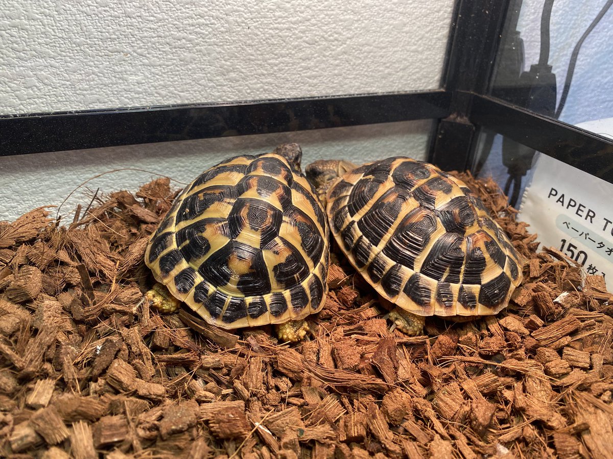 RCgVGTAjkRf6bQT's tweet image. らぐちゃん🐢
実は少し前までなかなか目が開けられないようになってた。ビタミン欠乏を考え、これまでたまにしかビタミン剤をフードに添加していなかったけど、毎日に変更。
今ではすっかり元気に😊
食後は仲良くバスキング💡

#ニシヘルマンリクガメ
#ファインレプタイルズ