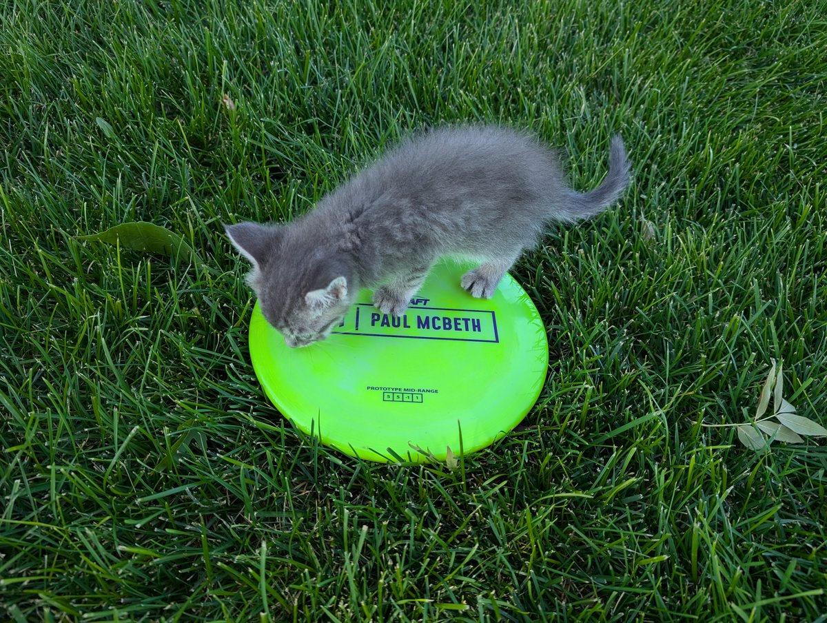 Thought "Discraft Malita" was a typo? So did I — until I threw it. 🥏🔥
This disc might just be the sleeper hit of 2025. Full review here:
👉 discgolfreviewer.com/discraft-malit…

#discgolf #newdiscs <a href="/DiscraftDG/">Discraft Disc Golf</a> 

Full review here: