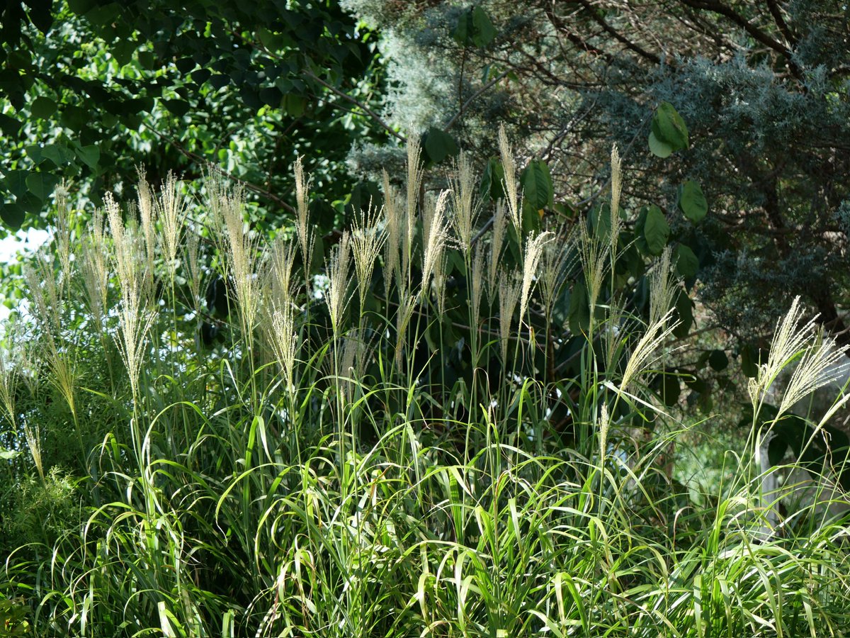 高々と吹けり芒の風の道
たかだかとふけり　すすきのかぜのみち

大雨のからりとやめば虫時雨
おおあめのからりとやめば　むししぐれ

やはらかくわれを拒むや芒原　高柳克弘