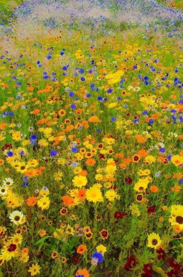 "You can cut all the flowers, but you 
cannot keep spring from coming."
        ~Pablo Neruda
🎨 by Gustav Klimt (1862–1918),
 "Flower Garden".