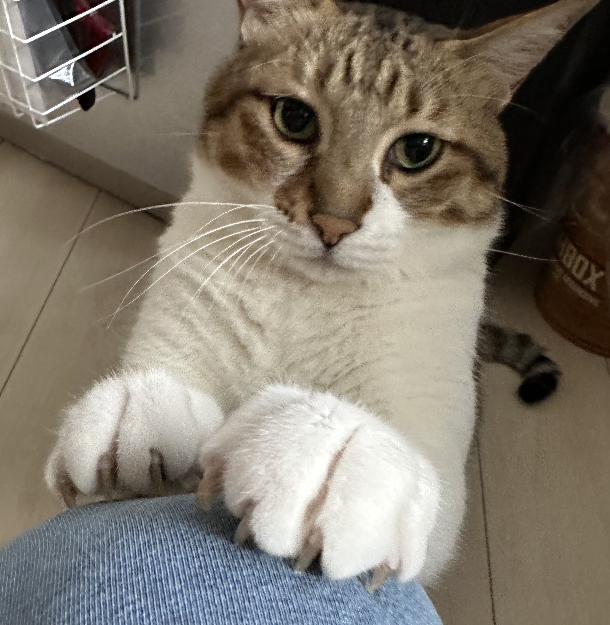 猫好き もるきち on X: 