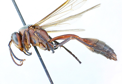 Zootaxa's tweet photo. New data on the genus #Belonogaster de Saussure, with establishment of the atrata species-group (#Hymenoptera: #Vespidae: #Polistinae
#taxonomy
https://t.co/xCZGg6lf93 https://t.co/Thy7Yjv15U