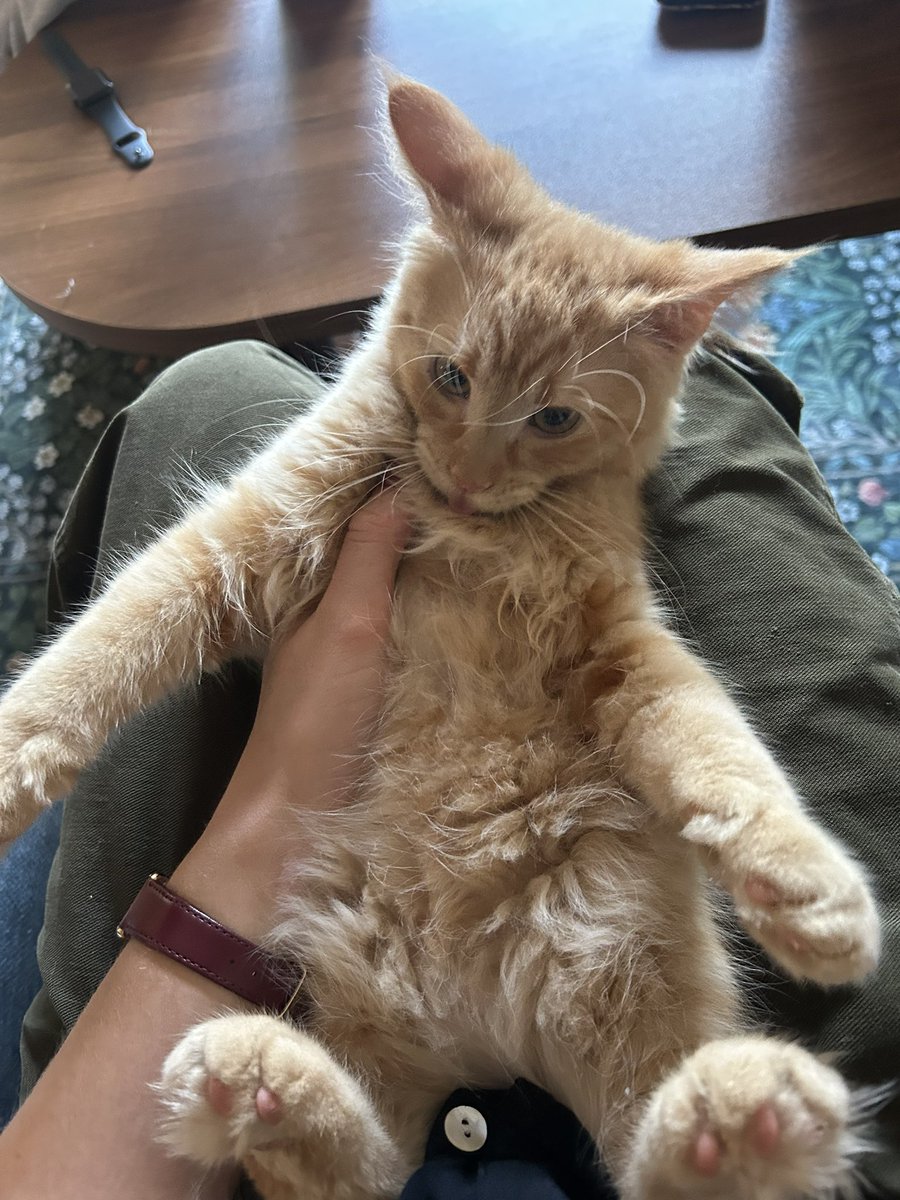 dale cooper tweet media