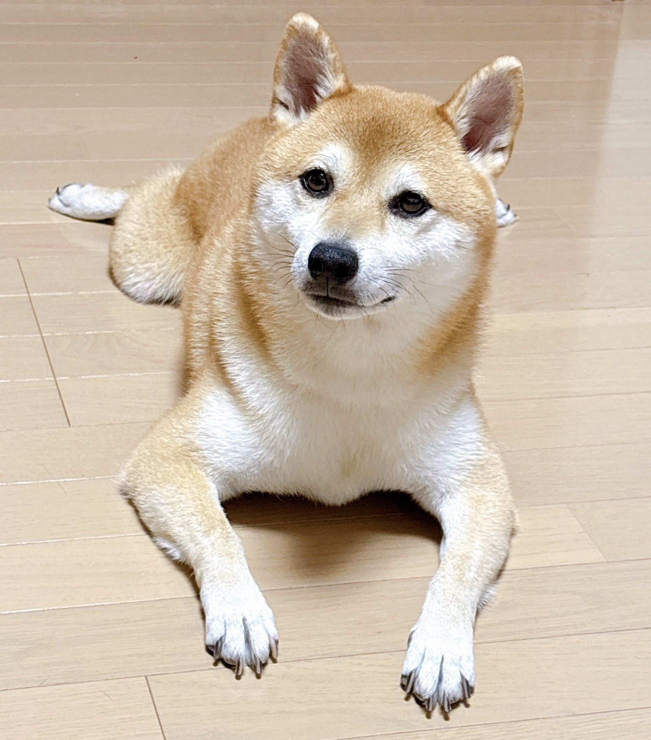 しば犬です。私の汗と涙が染み付いています。 しば犬です。私の汗と涙が染み付いています。 インスタ、X