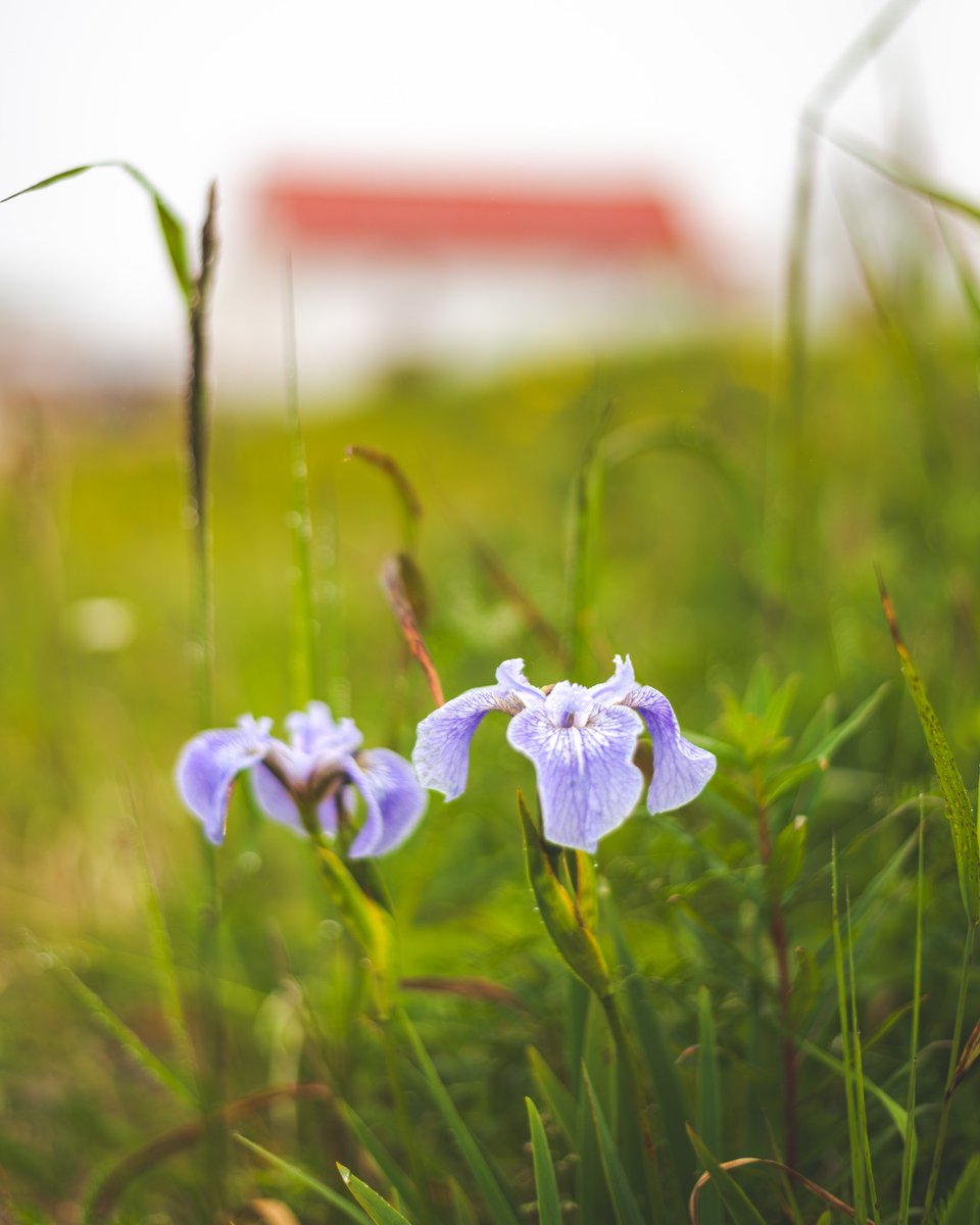 The last of summer.

Wild irises holding on as the season shifts. Battle Harbour feels even quieter now.

#BattleHarbour #NLTourism #ExploreNL #ExploreLabrador #NewfoundlandandLabrador #ExploreCanada