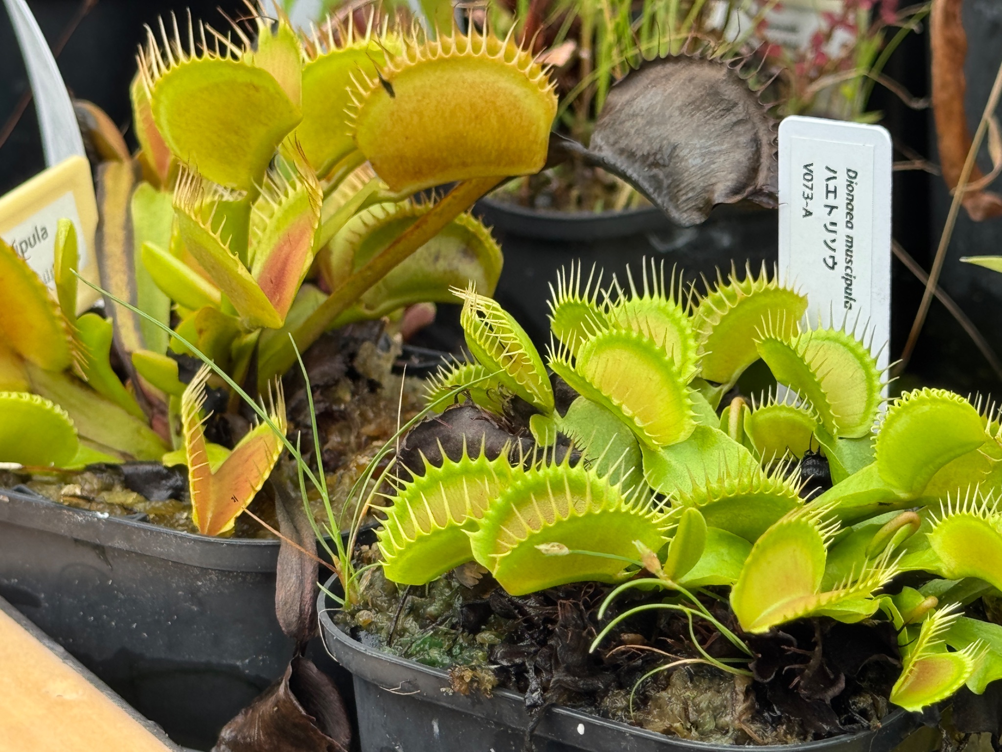 ハエトリくんとふしぎな食虫植物のせかい ハエトリくんとふしぎな食虫