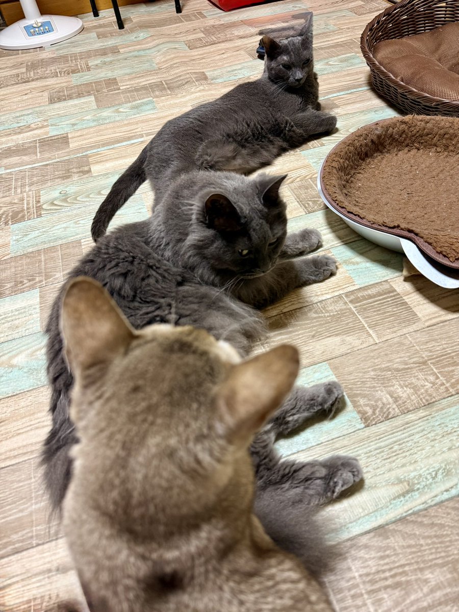 縦列駐猫😼😸😺