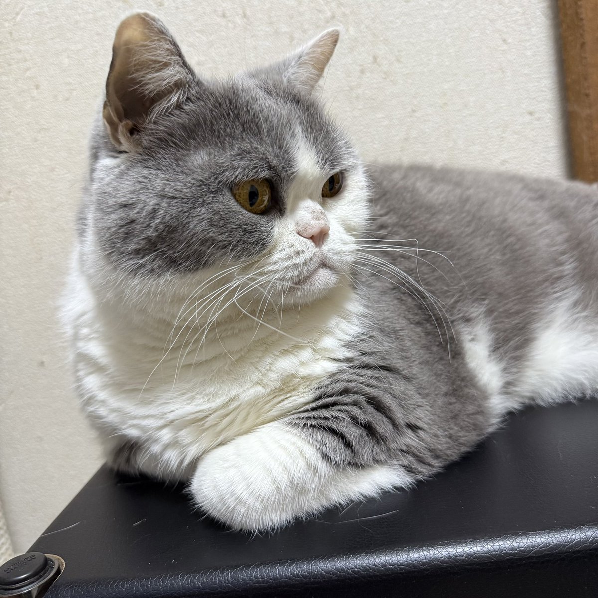 えっ巷は三連休なん…！？

#グニャール
#ブリティッシュショートヘア