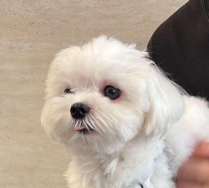 ベロちょっと出てる🐶
