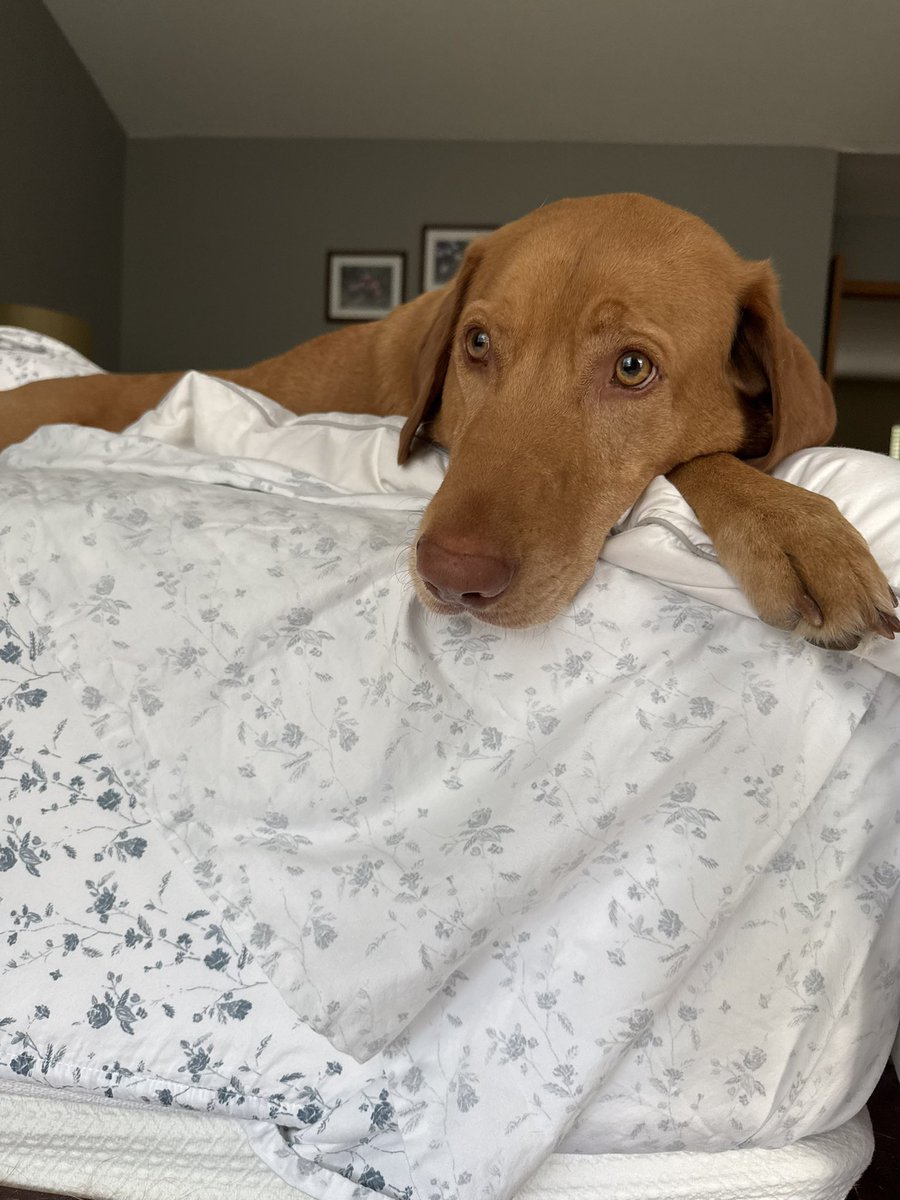 jennyb3157's tweet photo. @PuppiesIover Mornings with Murphy https://t.co/V3k6sYxZqe