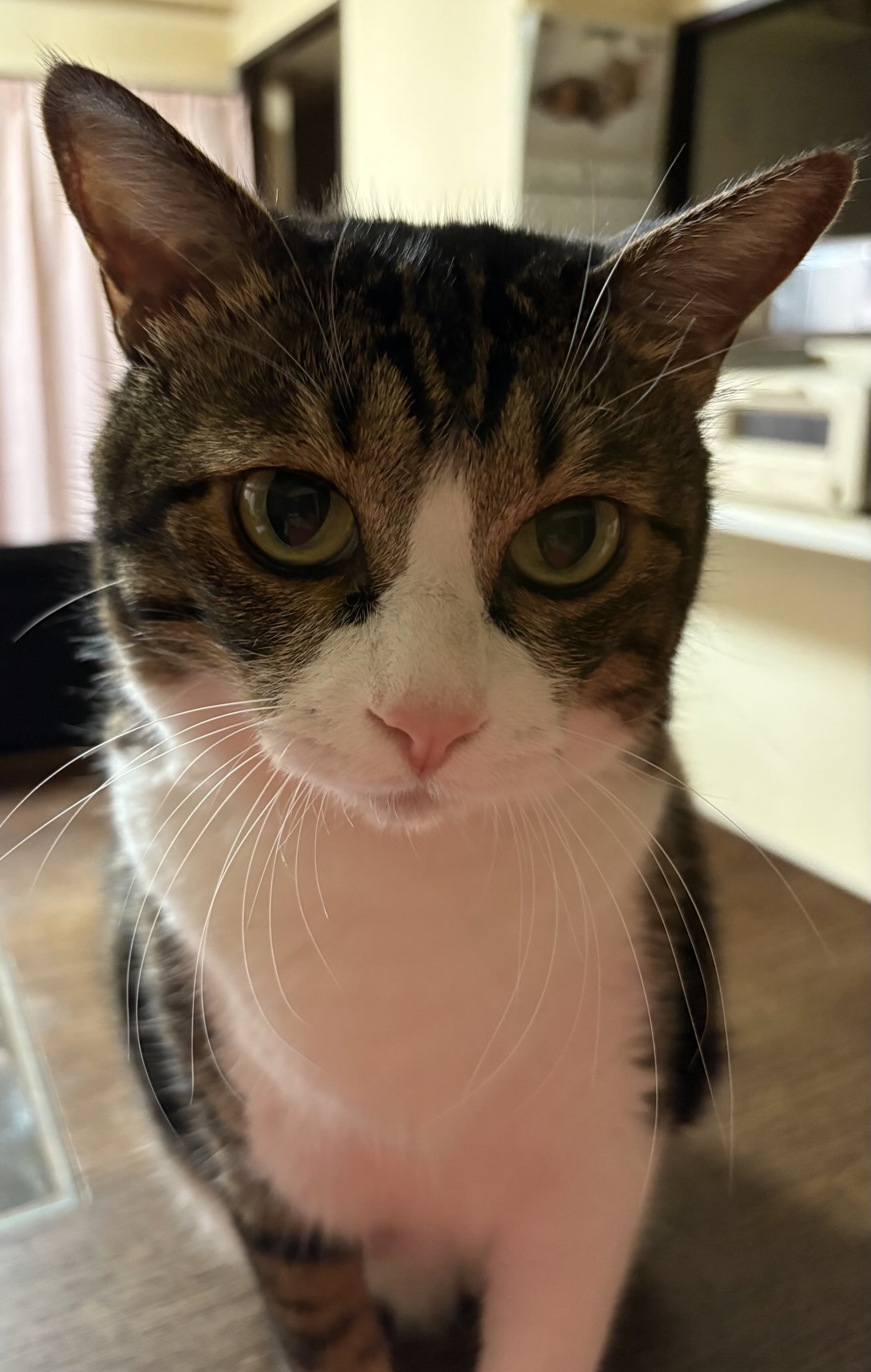 キラキラ⭐️　ひょっこり猫 楽天市場】ひょっこり猫の通販