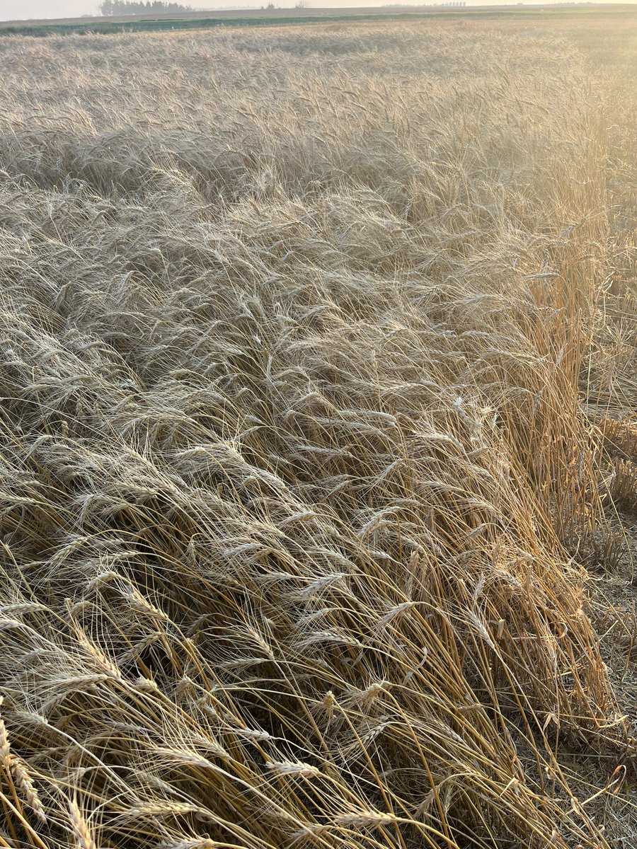 AAC Wheatland way exceeding our yield expectations. By far best in my 35 years of trying. Dry start, then good rains and not many hot days. 127 days since planting.