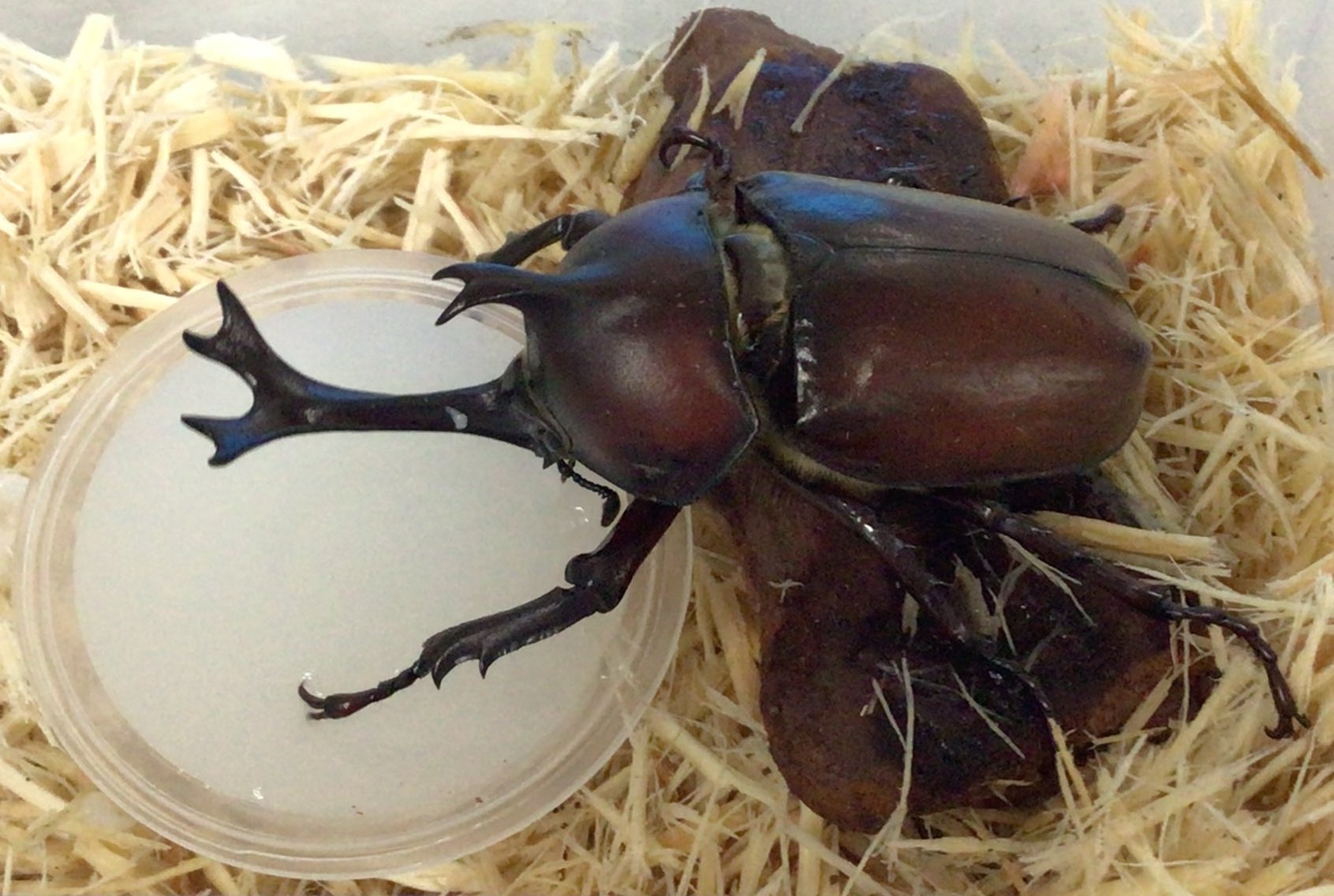 カブトムシ 国産カブトムシ（飼育品）☆♂LL・Lサイズ、♀フリーペア