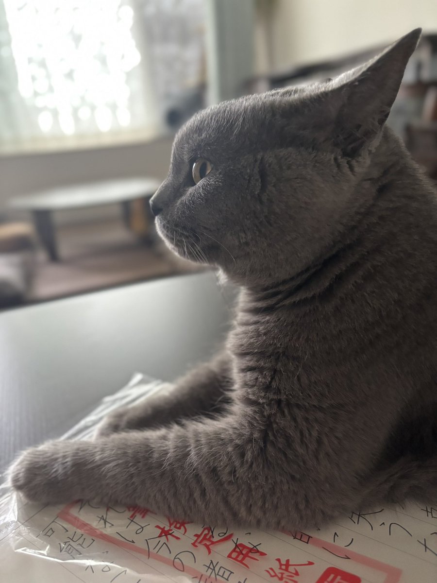 _yoshika_'s tweet photo. めめめめっっっちゃ
イカ耳🐈‍⬛
こんなになるの⁈
ドラキュラの耳みたい
君はドラキュラ？
#イカ耳 https://t.co/krDoAb0YQr