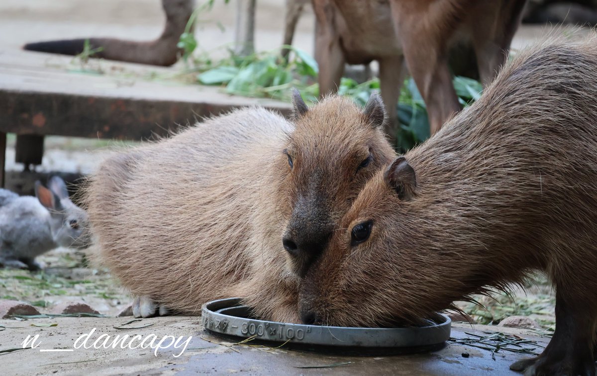 nao (@nao_capybara) / X