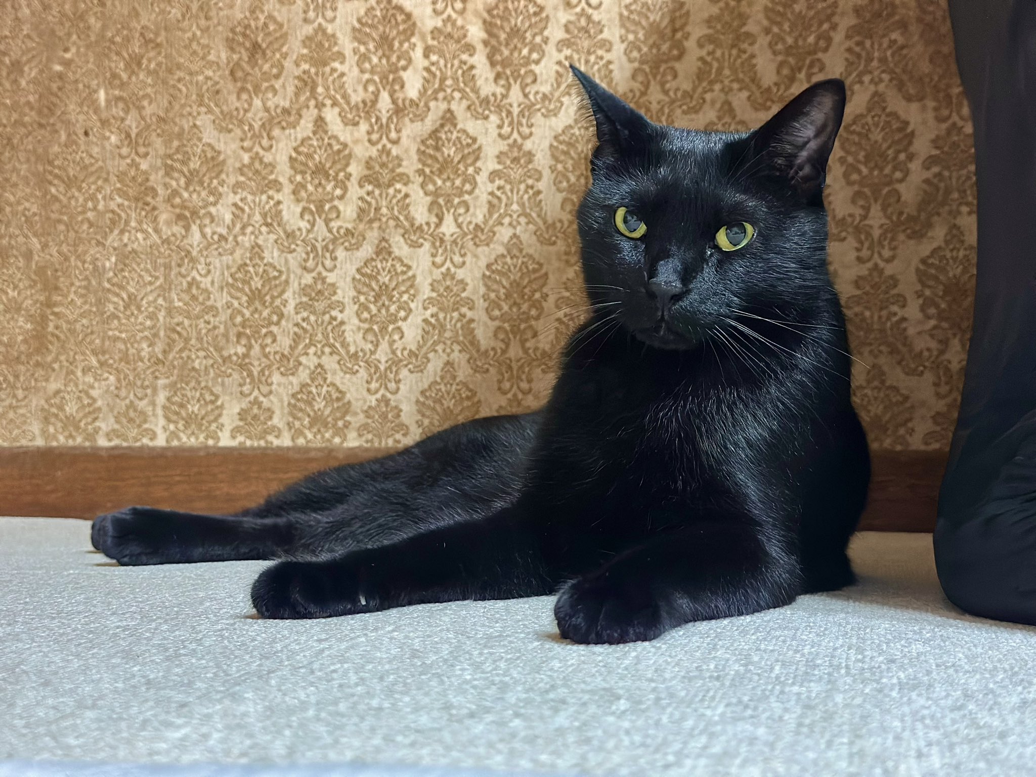 でかいぬ（ふき🐈コブシ🐈‍⬛） on X: 