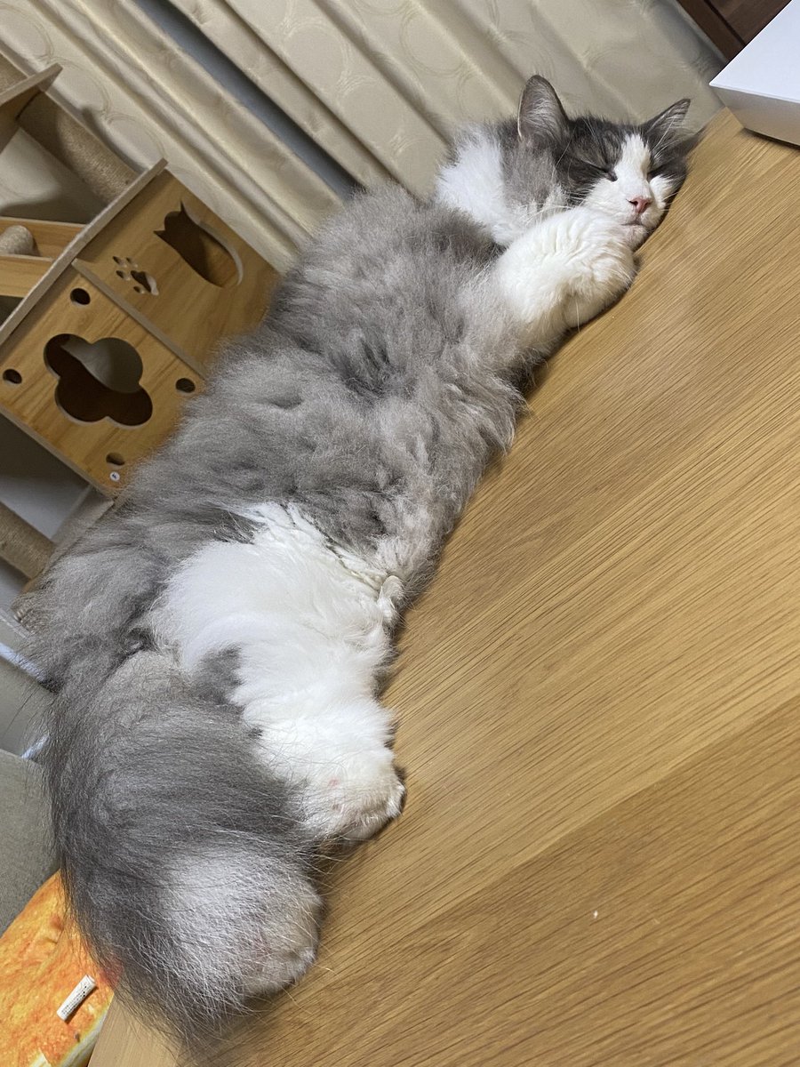 きもちよさそ😻