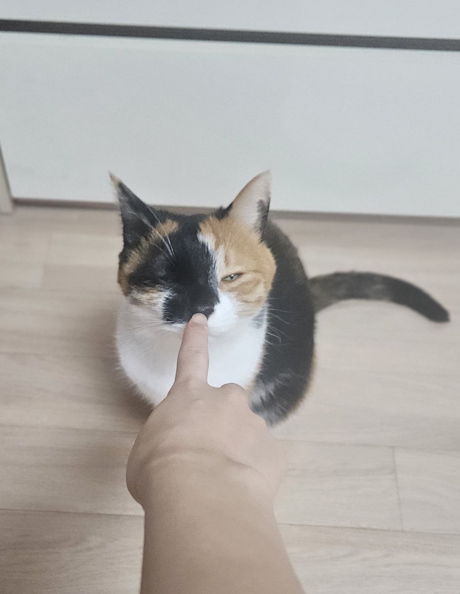 꾸벅꾸벅 졸고만 있지 말구 졸리면 자러가란 말이야 바보고양이..