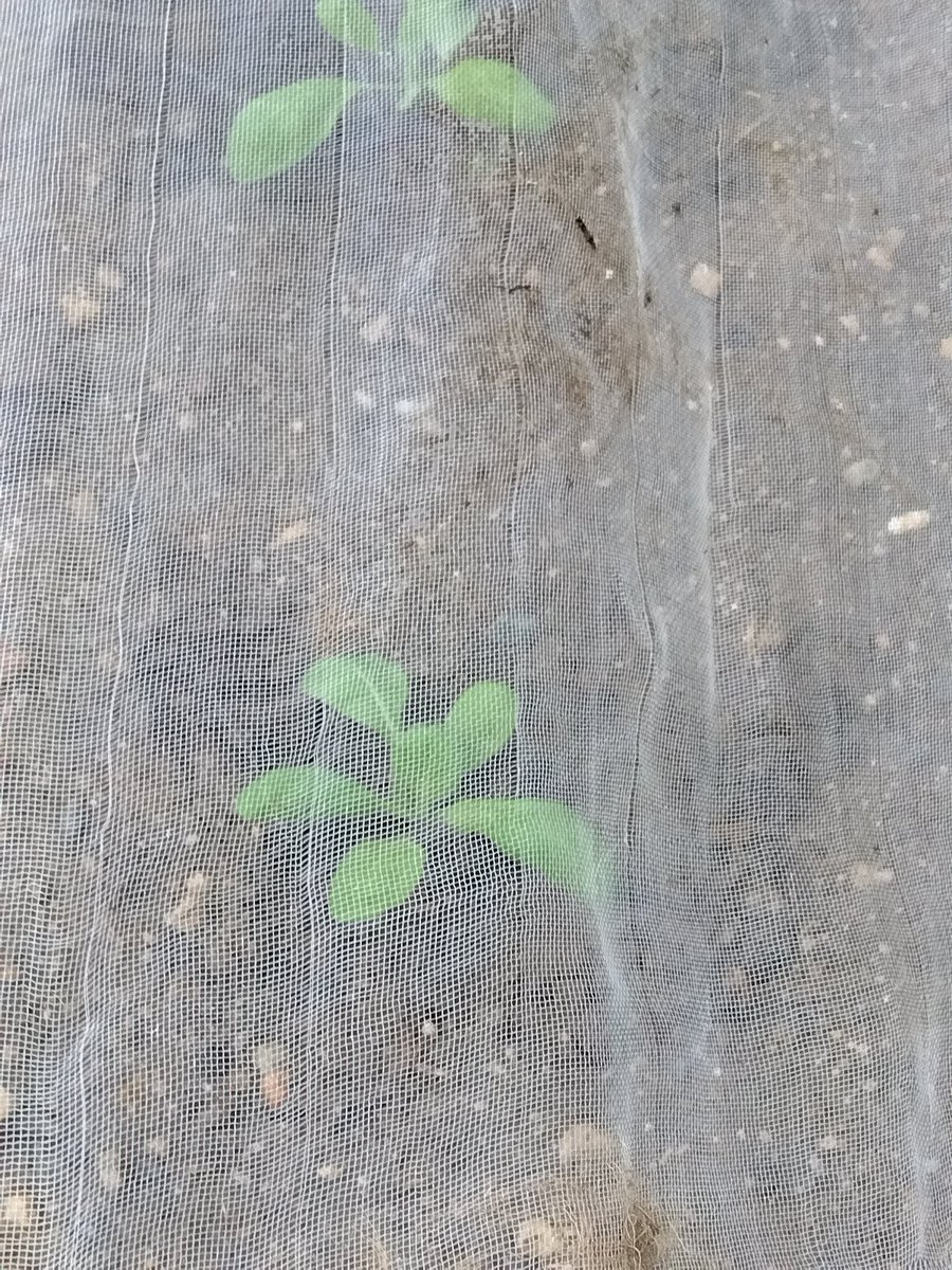 おはようございます😊

このところ　雨模様なので　だいこんあの種まきと　白菜苗を植えました🥬

11月末に収穫出来れば☺️(⁠✿⁠ ⁠♡⁠‿⁠♡⁠)