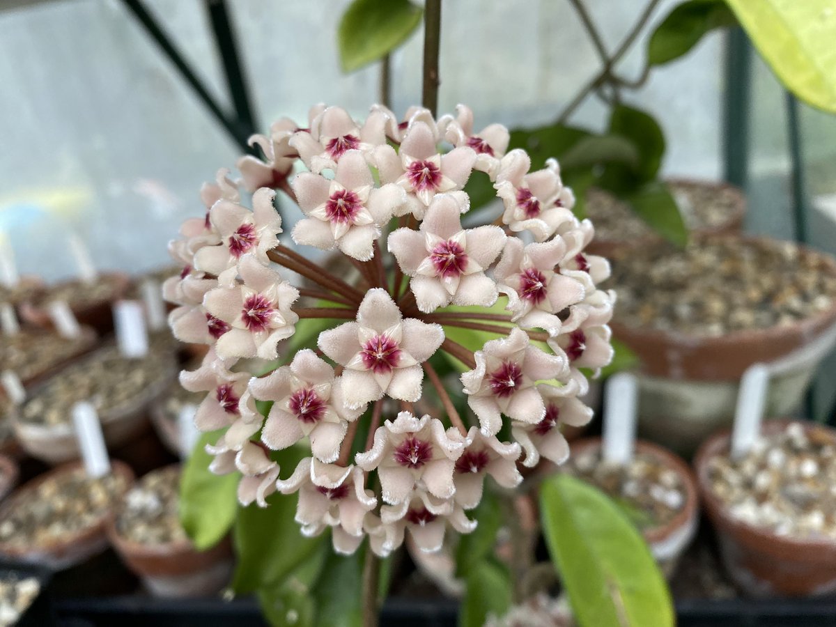 Hoya carnosa in the greenhouse. #fairviewyearround