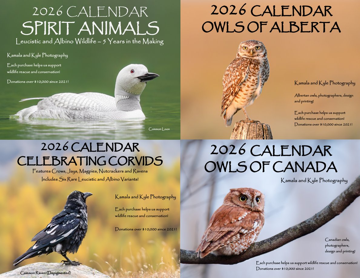 Since 2022, we’ve donated over $10,000 in cash and photography products to local wildlife rescues, rehab centers, and conservation charities.

Please consider supporting our mission this year by purchasing one of our calendars or greeting cards!
#DoMoreForWildlife #SaveBirds