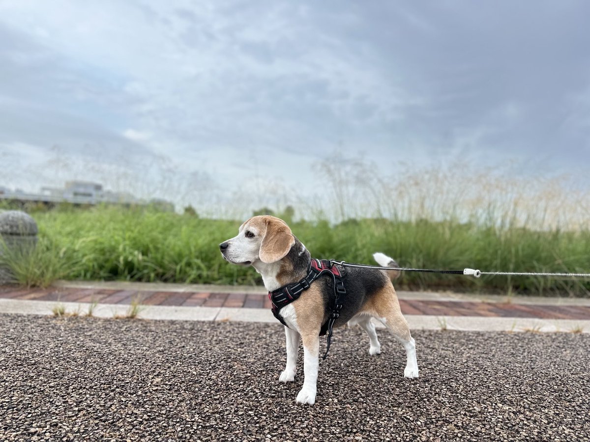 𝐺𝑜𝑜𝑑 𝑚𝑜𝑟𝑛𝑖𝑛𝑔🌿🐶✨️
#ビーグル
#ビーグル小太郎
#beagle