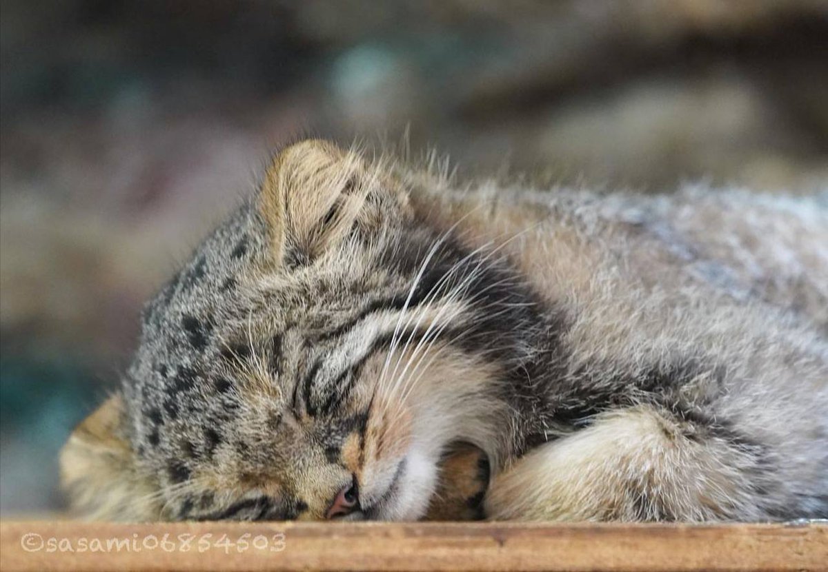 Daily Manul (@dailymanul) on Twitter photo 
