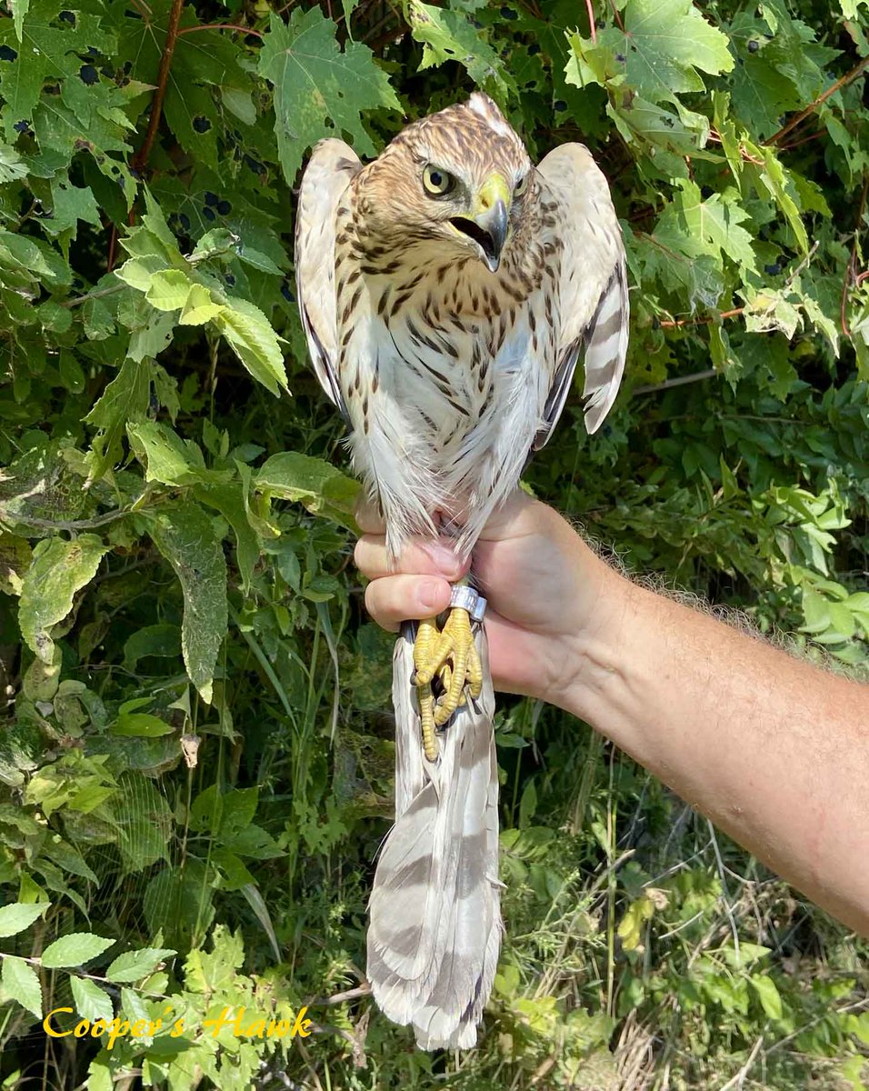 RAPTOR BANDING 
Banded 3 young American Kestrels, 1 young Merlin and 1 Copper’s Hawk.

<a href="/BirdsCanada/">Birds Canada</a> <a href="/HawkMigration/">Hawk Migration Association of North America</a> <a href="/TWEPI/">Tourism Windsor Essex</a> <a href="/ECFNC/">Essex County Nature</a> <a href="/RTT_Amherstburg/">River Town Times</a> <a href="/TheWindsorStar/">The Windsor Star</a> <a href="/CBCWindsor/">CBC Windsor</a> <a href="/windsoriteDOTca/">windsoriteDOTca News</a>  <a href="/ofobirds/">OFO birds</a> <a href="/EyesOnWindsor/">Eric Bonnici</a> <a href="/AM800CKLW/">AM800 CKLW</a> <a href="/CTVWindsor/">CTV Windsor</a>