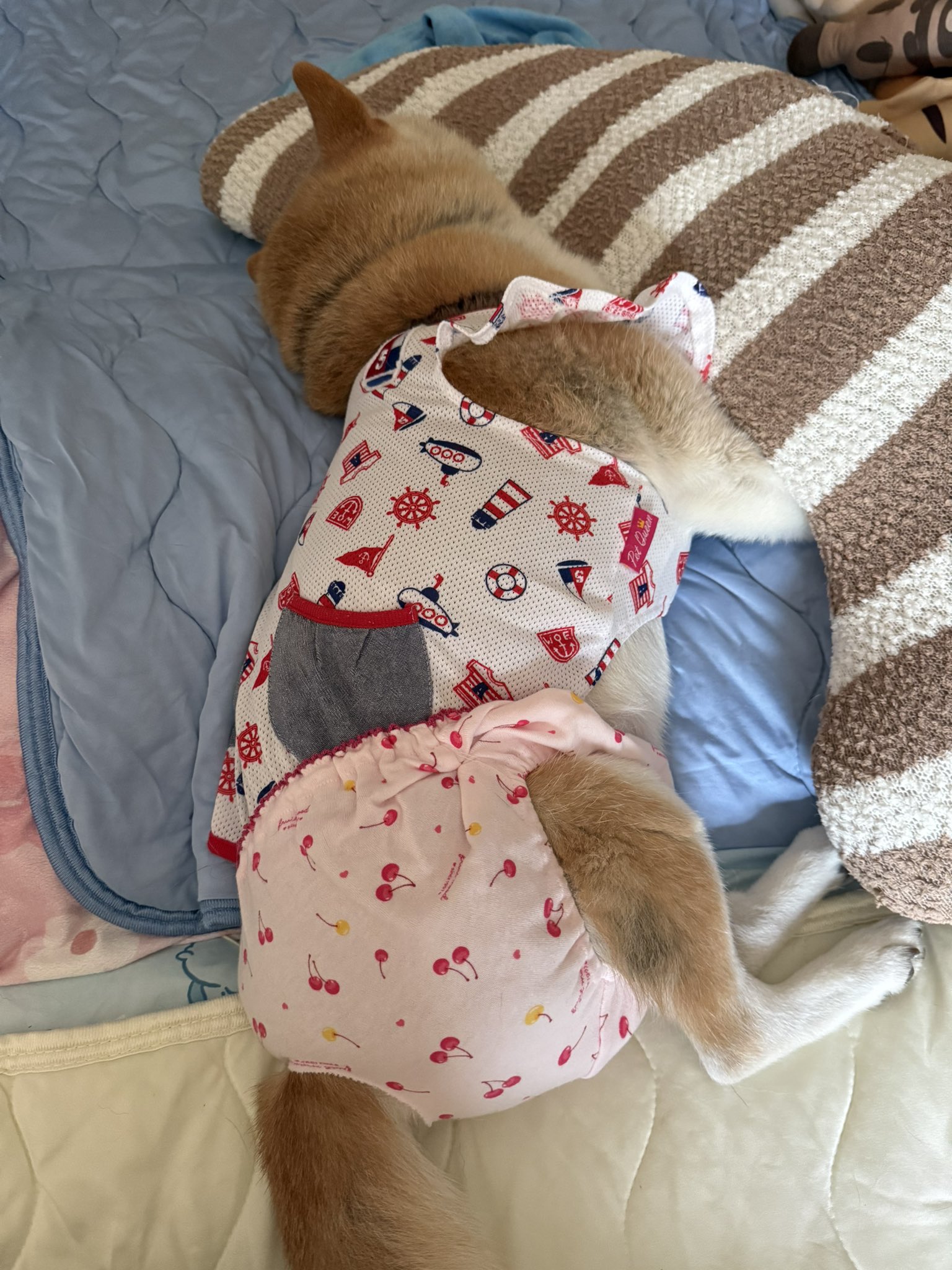 柴犬の見る夢 on X: 