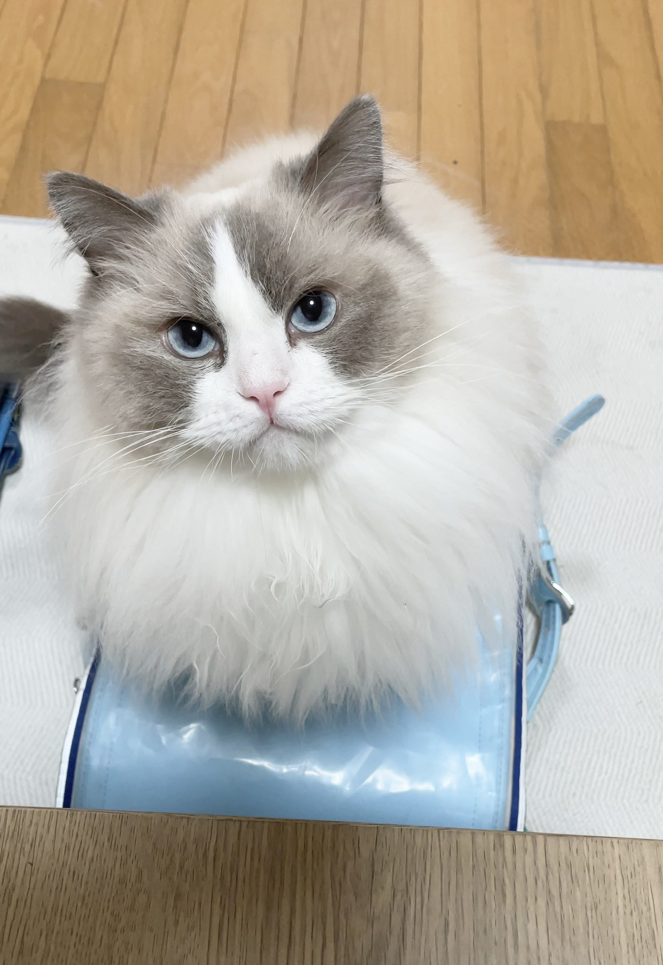 りょうちゃん様 リクエスト 2点 まとめ商品 「猫の背中にピノキオ／ラグドール」 ぴょんぴょこちゃん on X: 