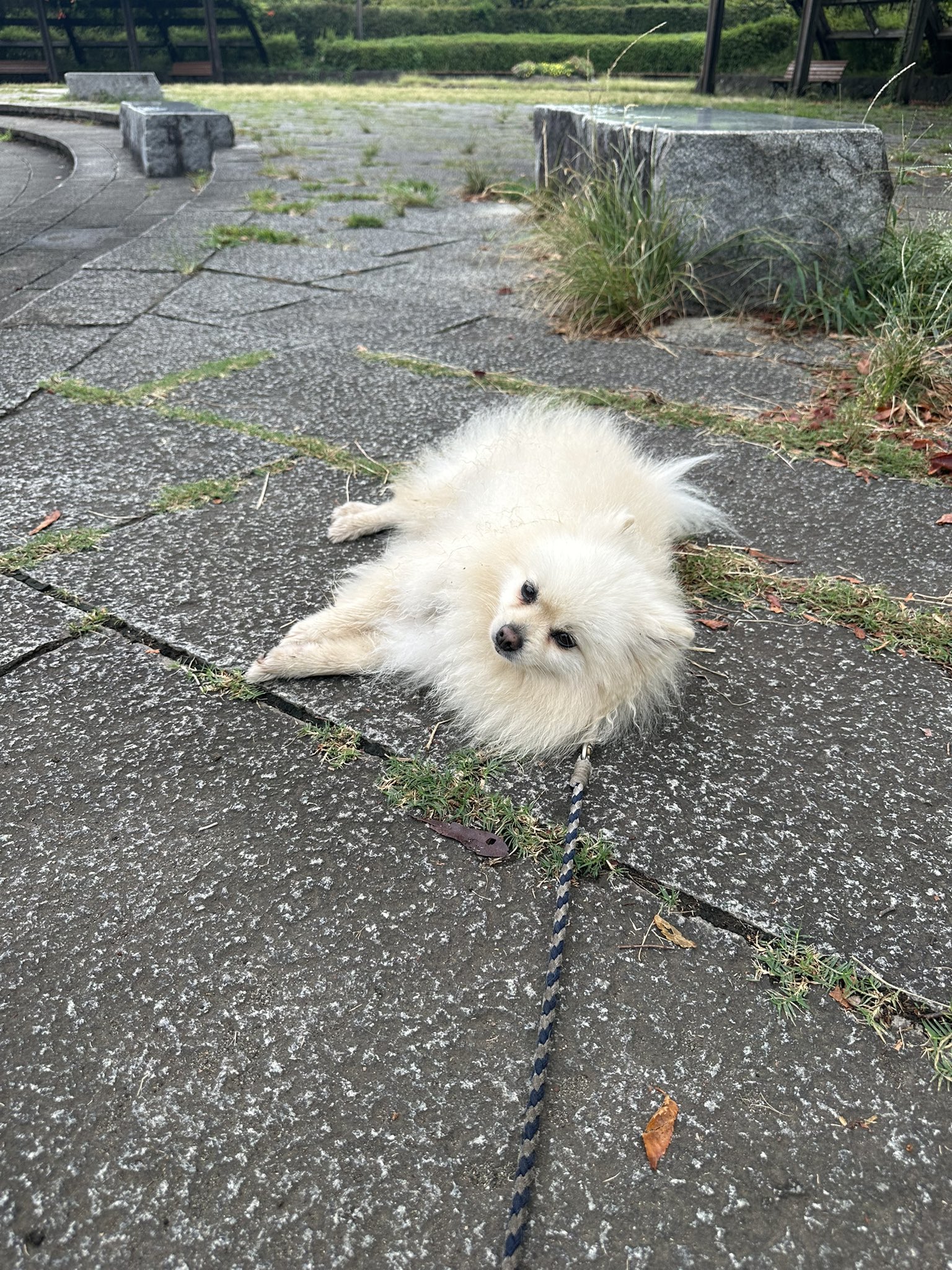 ポメ子様 New❣️ ⁡ とってもおちびさんなポメちゃんがデビュー