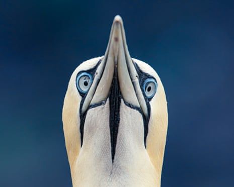 Poem of the week: Solitude by Peter McDonald buff.ly/Fu4OpxD

The gannet I found stranded in a car-park,
something all wrong with its wings
and its head too heavy for the neck to bear,
beautiful bird, beautiful ugly bird.

Not the street-parties day and night tomorrow...