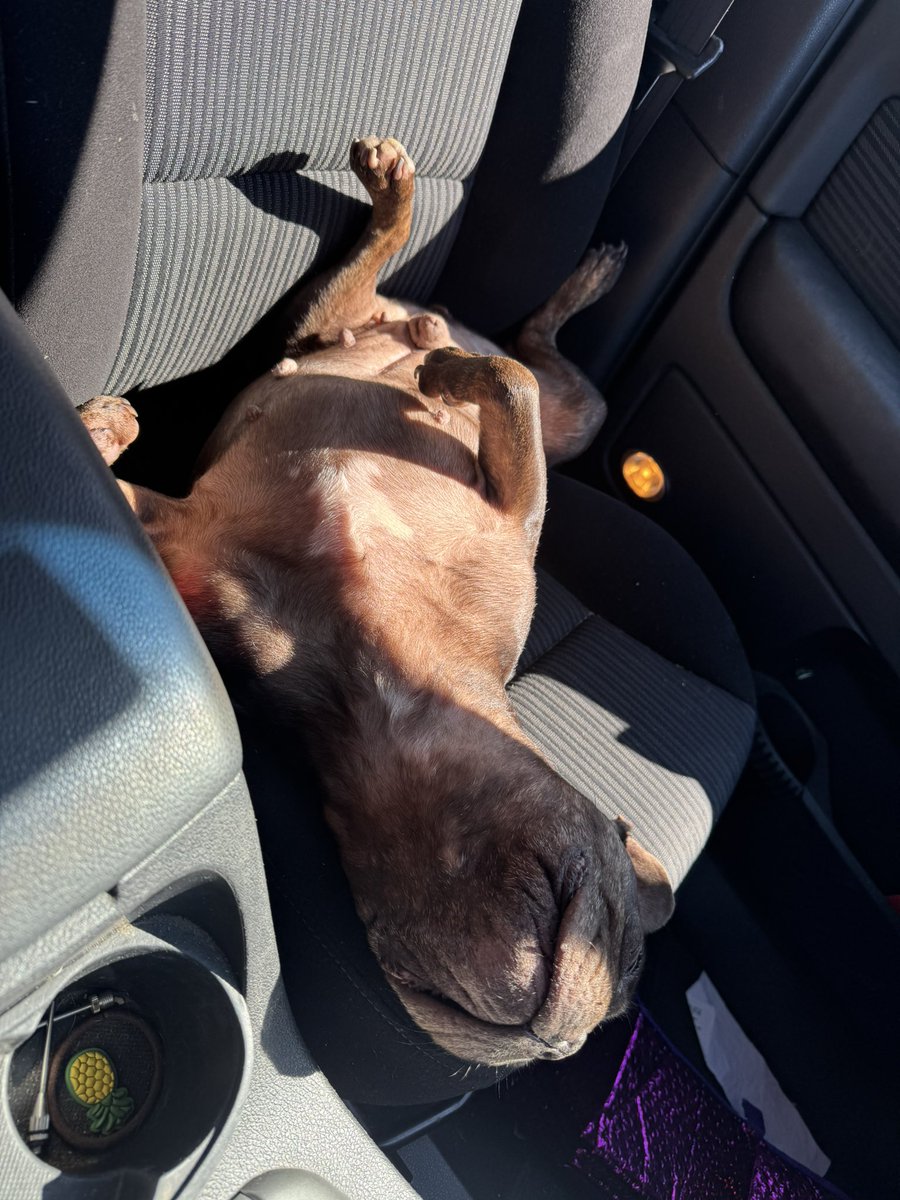 Timeline cleanse. Have a snooze in the sun if you can. (Left him unattended for 3 mins and came back to this. Bless.)