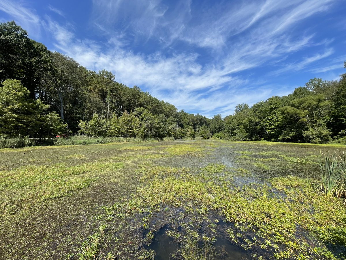 curlyhairedqtt's tweet image. Here have some nature