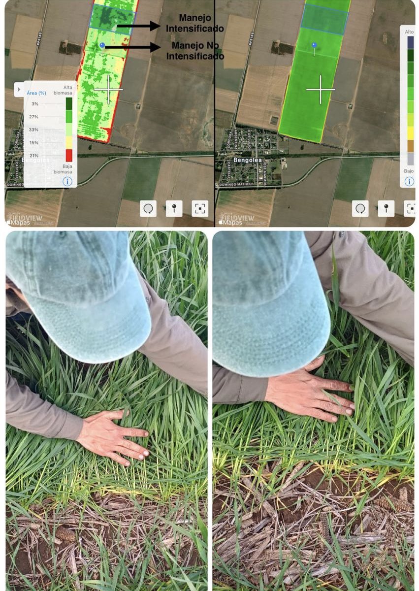 Un Claro ejemplo sobre un cultivo de Trigo donde observamos un sector que nos está marcando una mejor nutrición, en la misma estamos trabajando en estas tecnologías de Procesos <a href="/Bayer4Crops/">Bayer | Crop Science</a> #Bayer BFF MEMBERS <a href="/mncueto/">Maximiliano Cueto</a>