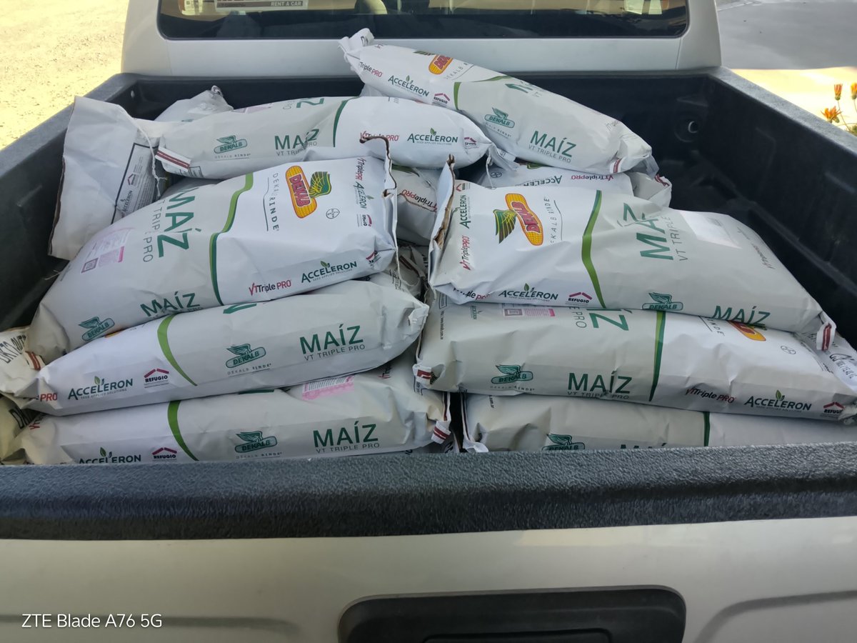 Ese extraño momento del año en el que uno cosecha y siembra el mismo cultivo. 
<a href="/agroterrauy/">agroterrauy</a> 
DK 72-72 TRECEPTA, rindiendo y naciendo.  🌽