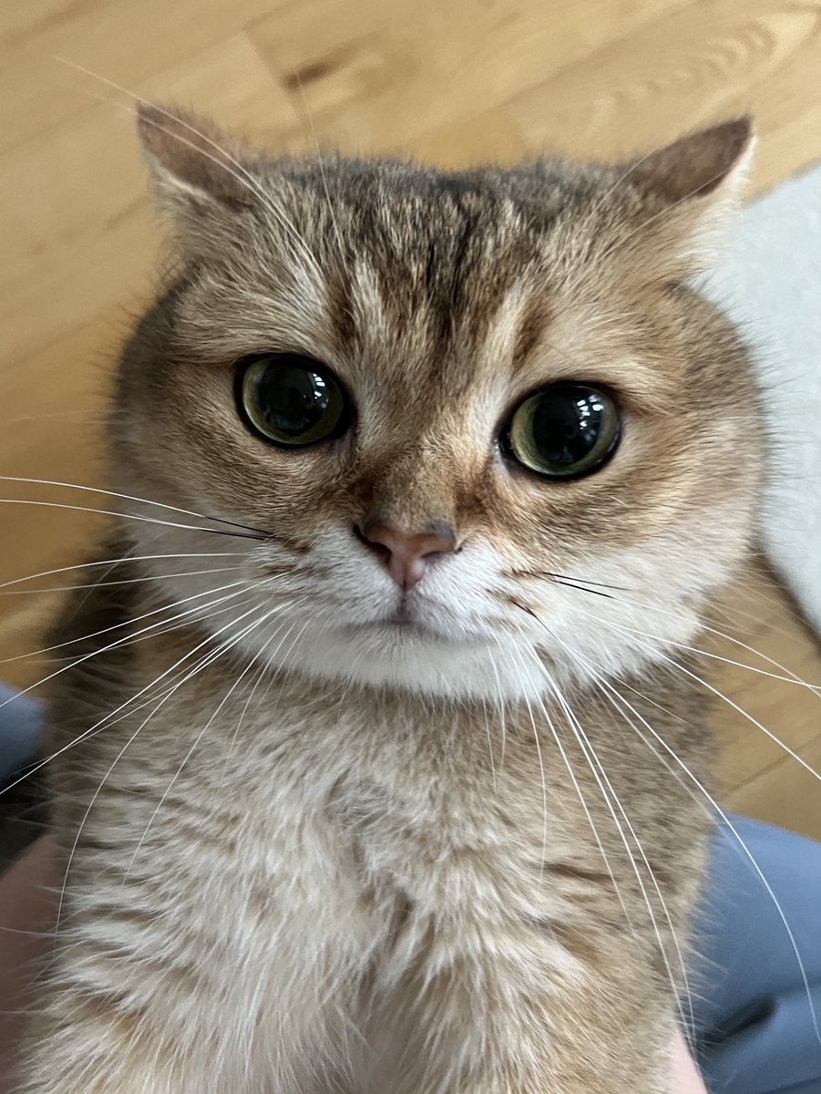 こんにちは
あの時助けていただいた栗まんじゅうです