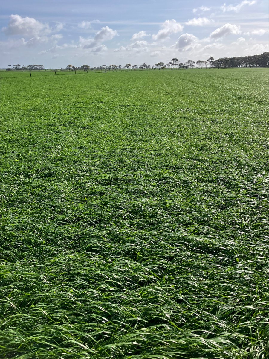 AGF Seeds tweet media